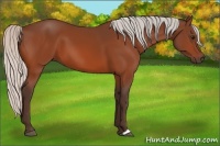Horse Color:Silver Bay 