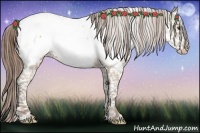 Horse Color:Classic Champagne Appaloosa 