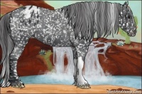 Horse Color:Black Appaloosa 