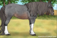 Horse Color:Brown Appaloosa