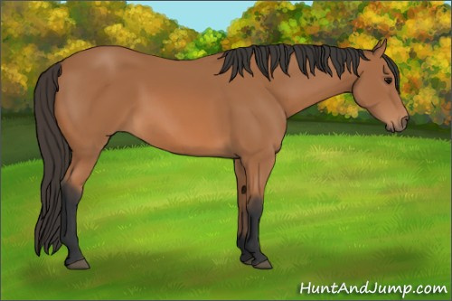 Horse Color: Unknown 
