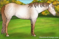 Horse Color:Gray Gold Champagne