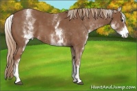 Horse Color:White Spotted Chestnut Sabino