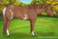 Horse Color:White Spotted Chestnut 