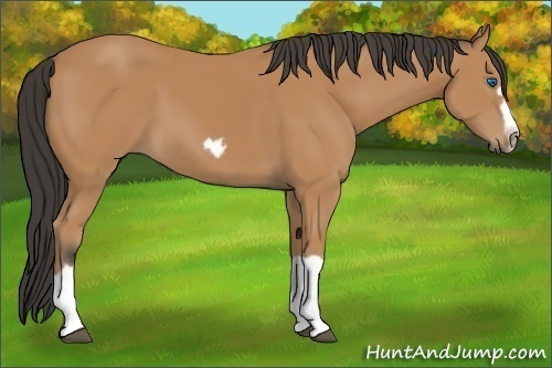 Horse Color:Bay Splash Frame
