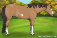 Horse Color:Bay Splash Frame 