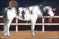 Horse Color:White Spotted Black