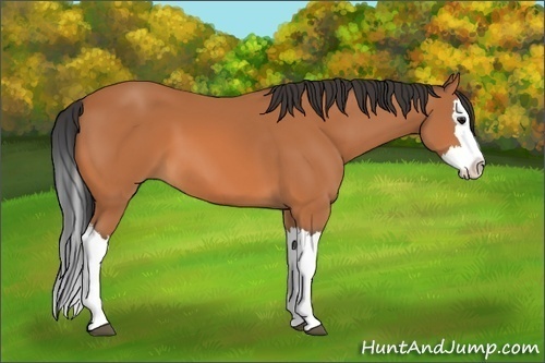 Horse Color: Bay Splash 