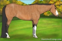 Horse Color:Bay  Brindle