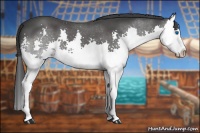Horse Color:Blue Roan Splash 