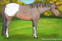 Horse Color:Bay Snowcap 