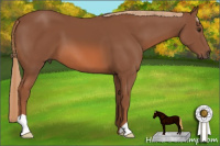 Horse Color:Liver Chestnut 