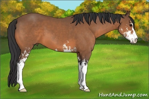 Horse Color: Bay Sabino 