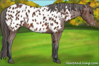 Horse Color:Bay Appaloosa 