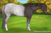 Horse Color:Liver Red Roan 