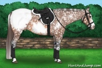 Horse Color:Bay Sabino Splash Frame Appaloosa
