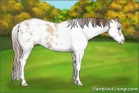 Horse Color:Grullo Pearl Sabino 