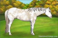 Horse Color:Grullo Pearl Sabino 