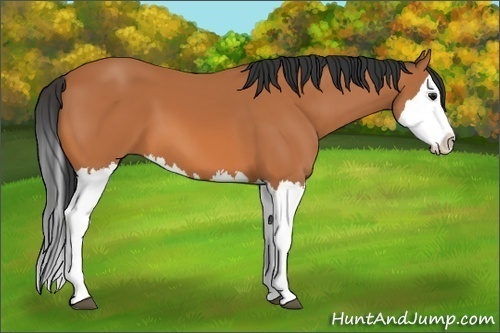 Horse Color: Bay Splash 