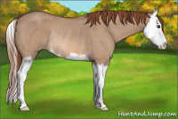 Horse Color:Liver Red Dun Roan Sabino Splash Rabicano 