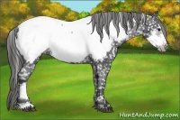 Horse Color:Black Frame Appaloosa 