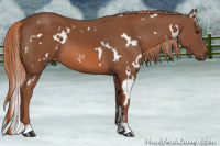 Horse Color:White Spotted Liver Chestnut 