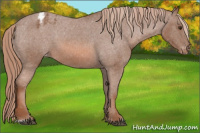 Horse Color:Red Roan Varnish 