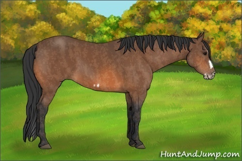 Horse Color:Bay Splash Frame  Brindle