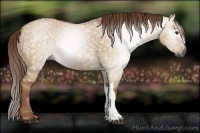 Horse Color:Gray Red Dun 