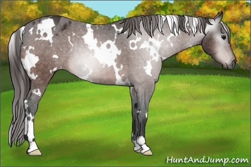 Horse Color:Gray White Spotted Bay Varnish 