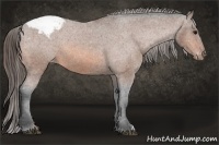 Horse Color:Bay Snowcap 