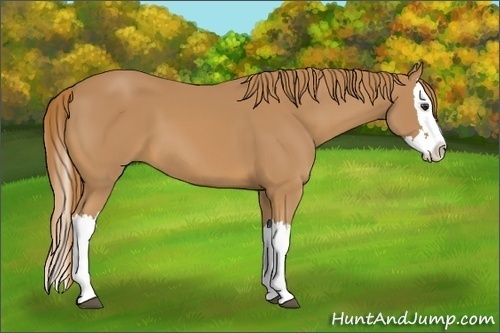 Horse Color: Chestnut Splash 
