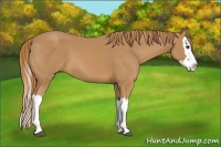 Horse Color:Chestnut Splash 