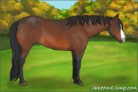 Horse Color:Bay Splash 