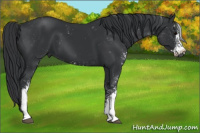 Horse Color:Black Sabino