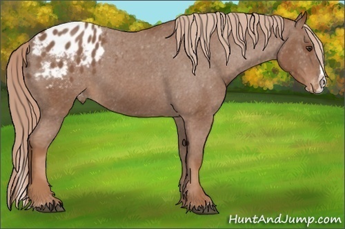 Horse Color: Unknown 