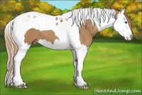 Horse Color:Chestnut Splash Tobiano