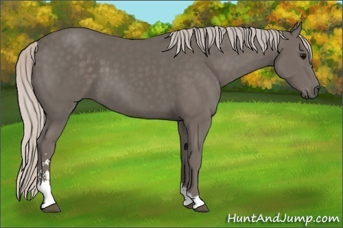 Horse Color: Silver Black Sabino 