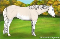 Horse Color:Cremello Splash 