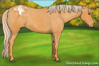 Horse Color:Palomino Appaloosa 