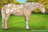 Horse Color:Palomino Appaloosa 