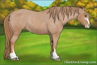 Horse Color:Chestnut Sabino Varnish Rabicano 
