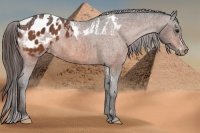 Horse Color:Bay Splash Tobiano Appaloosa  Brindle