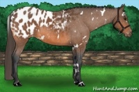 Horse Color:White Spotted Bay Appaloosa 