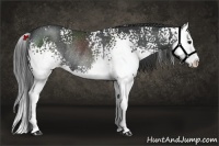Horse Color:White Spotted Black Splash Rabicano 