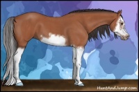 Horse Color:Bay Roan Splash Frame