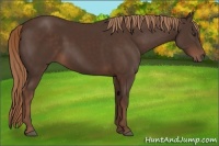 Horse Color:Liver Chestnut
