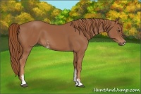 Horse Color:Chestnut Sabino 