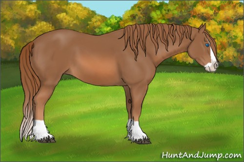 Horse Color: Unknown 
