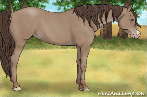 Horse Color:Classic Champagne
